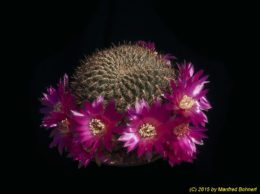 Sulcorebutia tiraquensis Form Julpe G186 2005